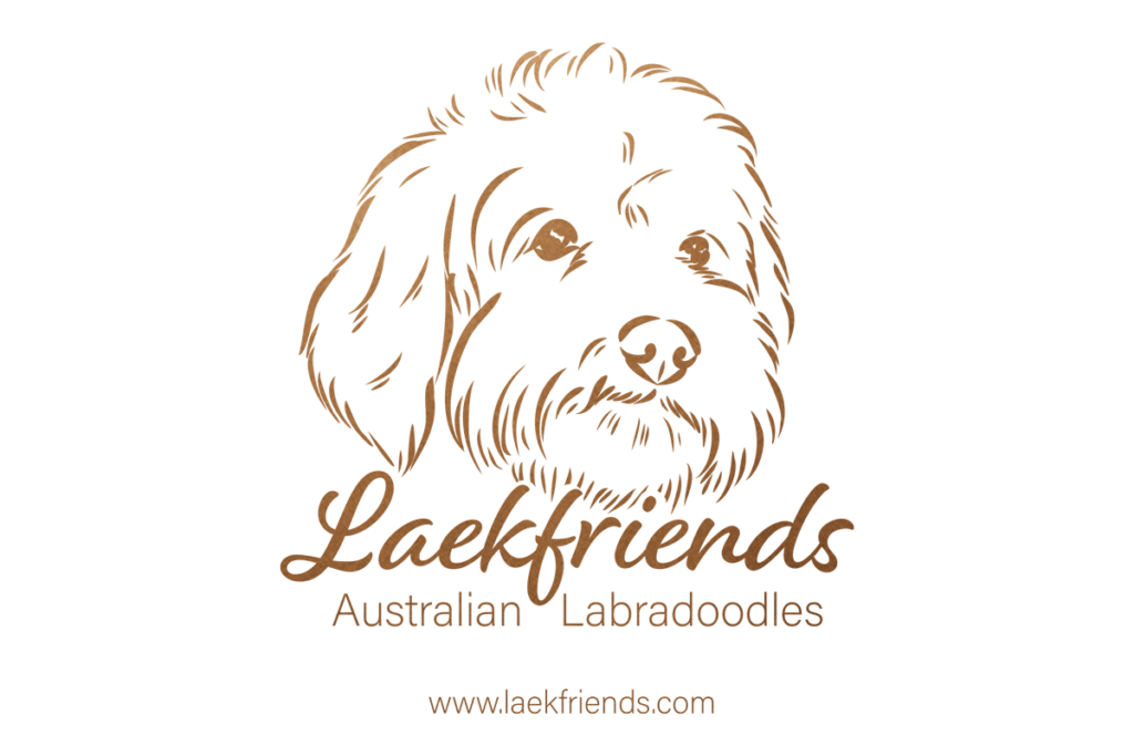 Medium Multigen Australian Labradoodles